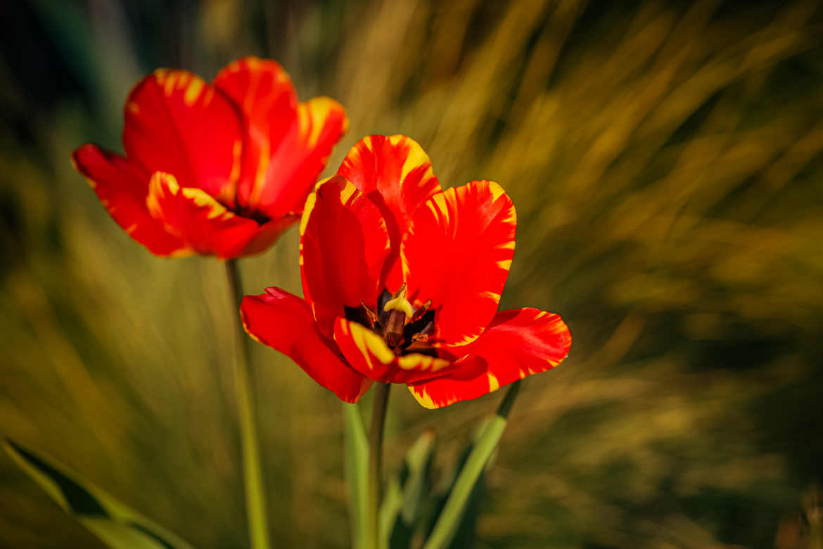 Duo en rouge et jaune