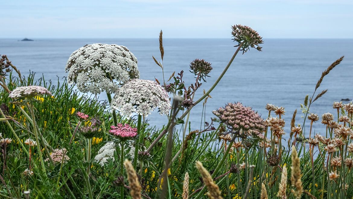 Fleurs sauvages du littoral