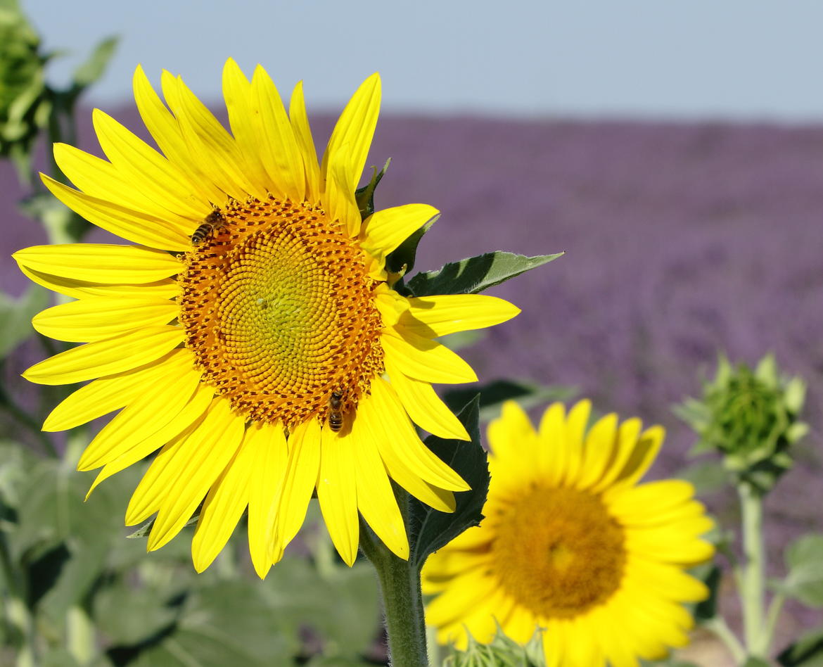 Tournesols à Valensole
