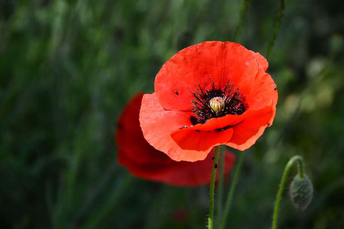 Gentil Coquelicot