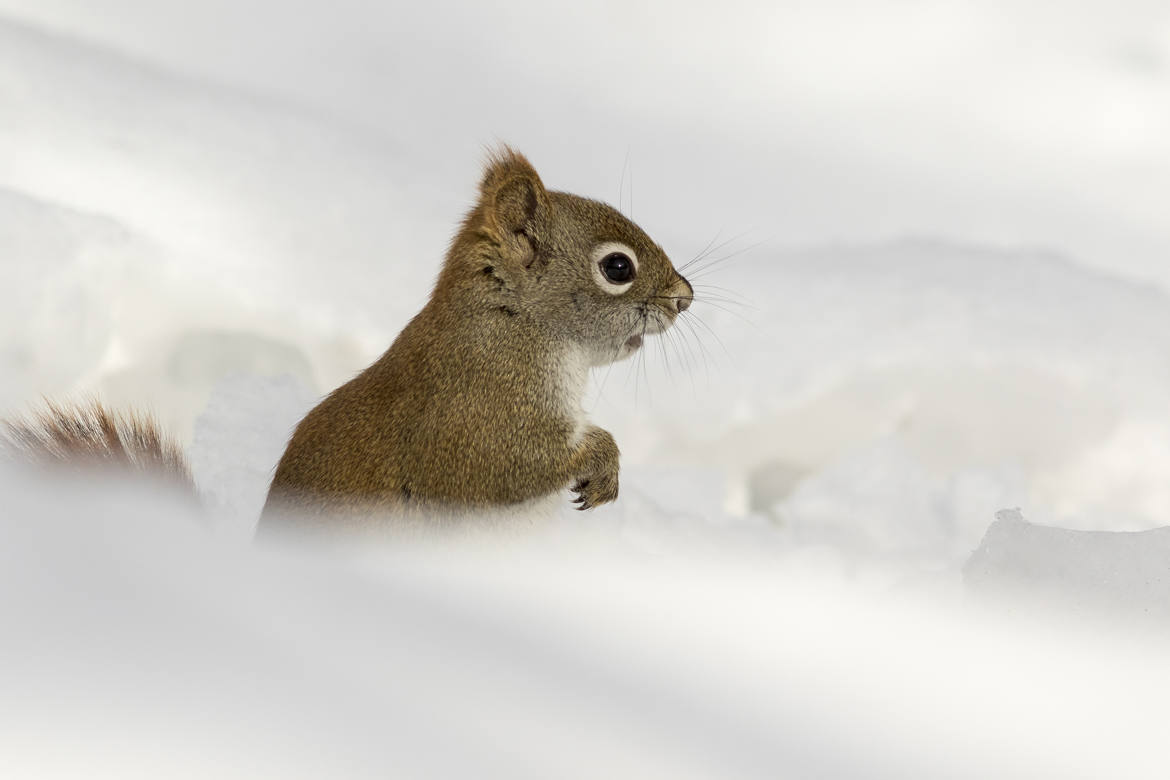 Écureuil dans la neige