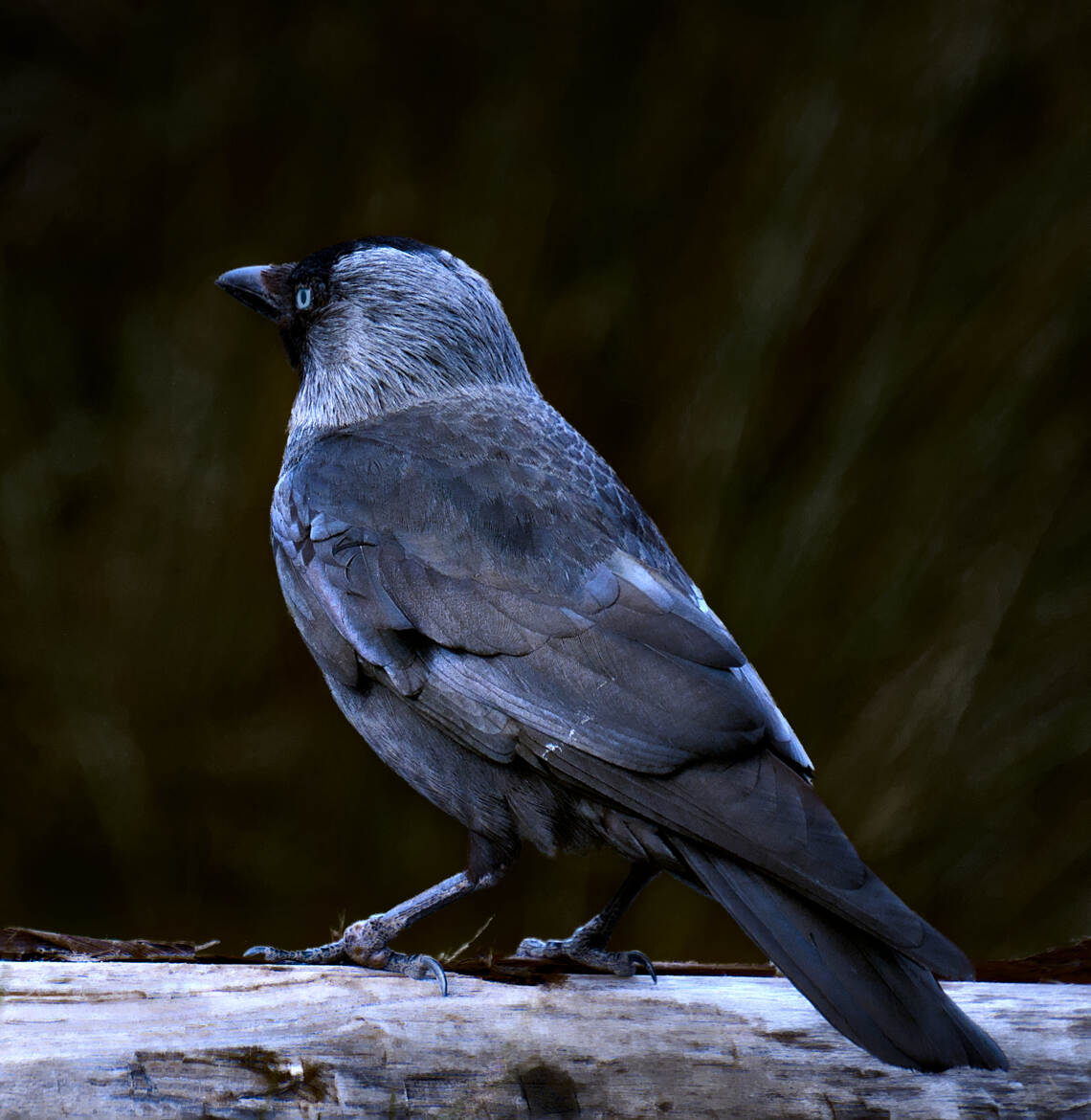 Noir aux yeux bleus (2)