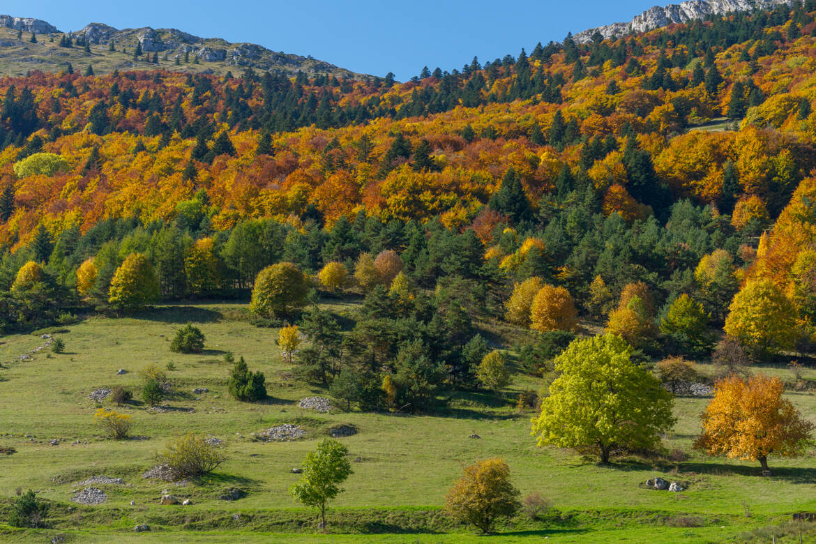 Symphonie de couleurs