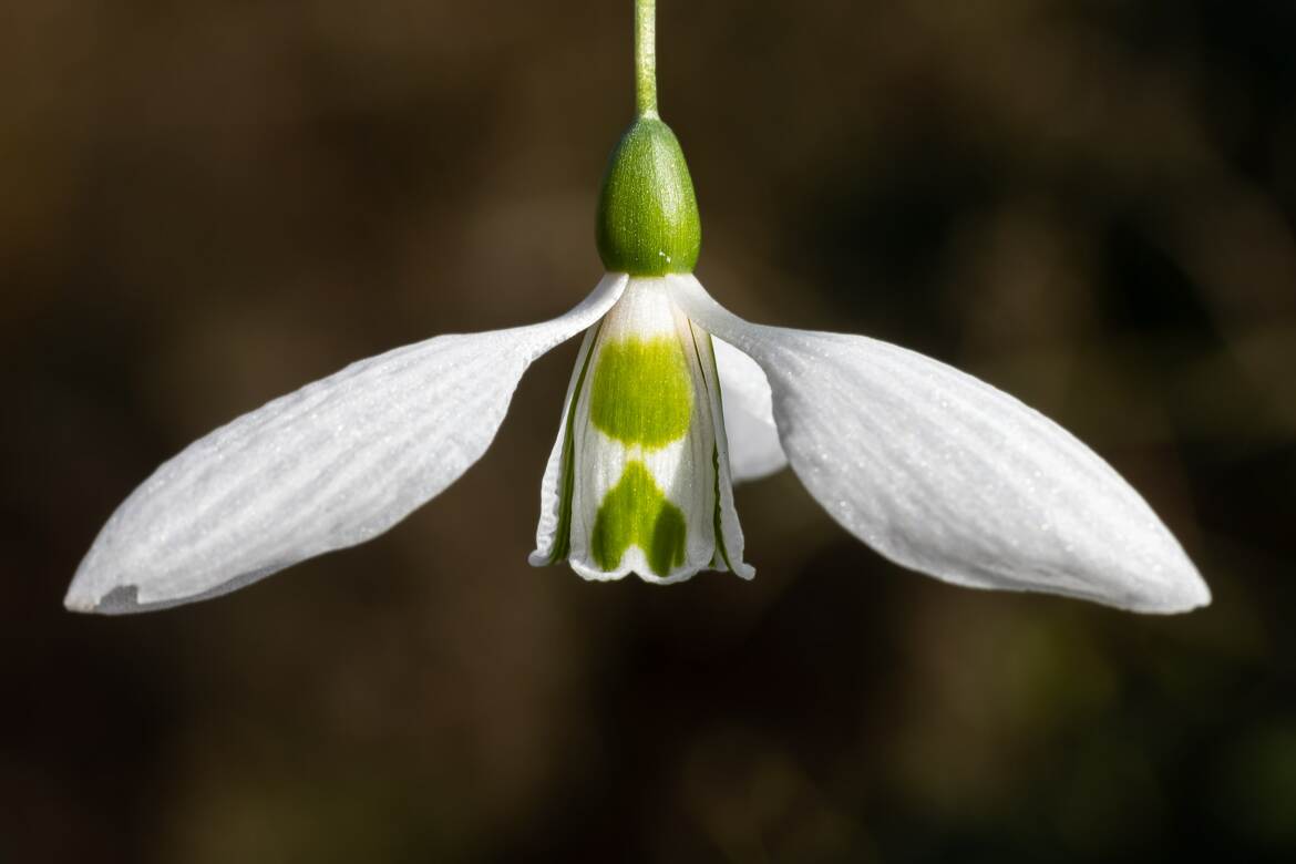 Perce-neige géant