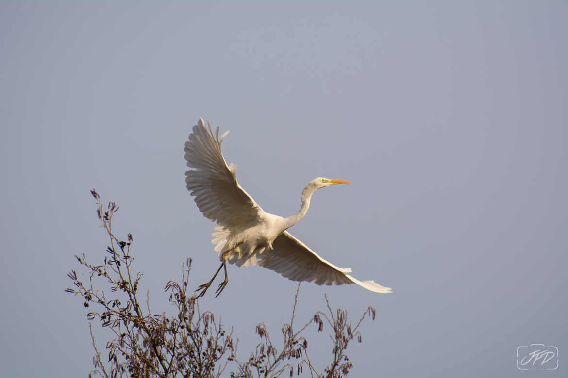 Envol d'aigrette