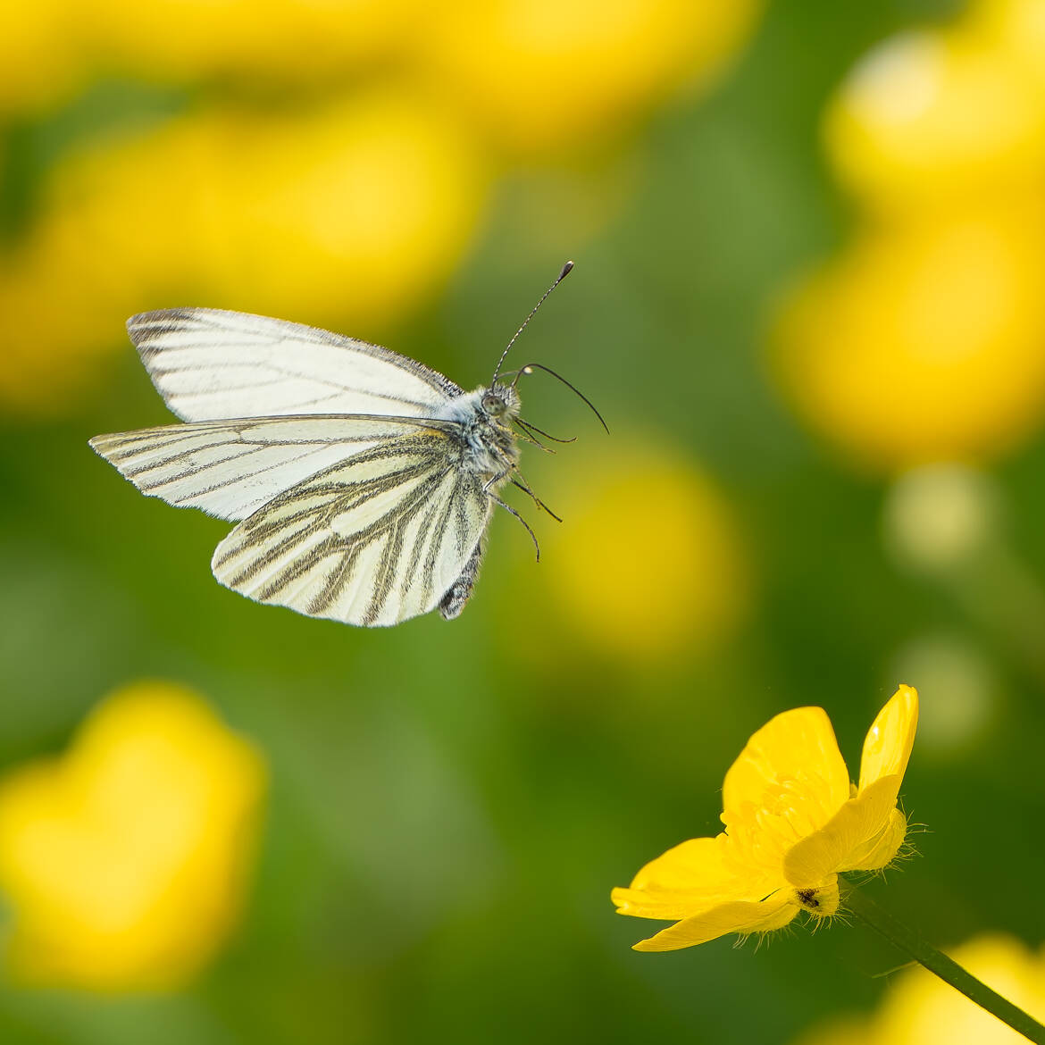 La meilleure fête !