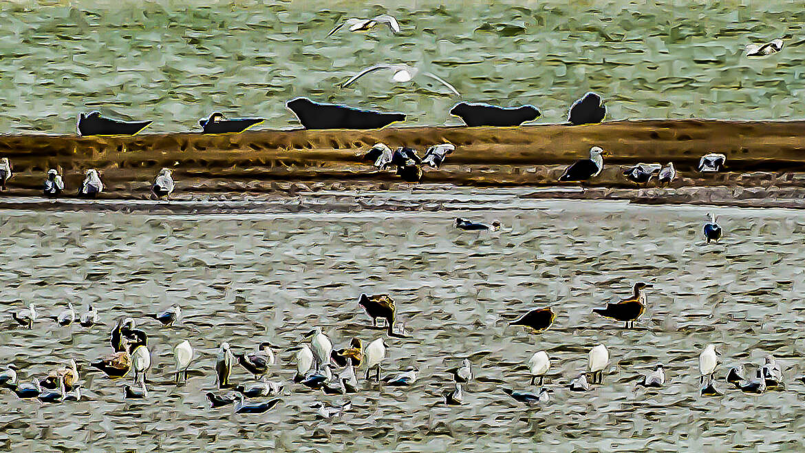 Baie de Somme occupée par phoques et oiseaux