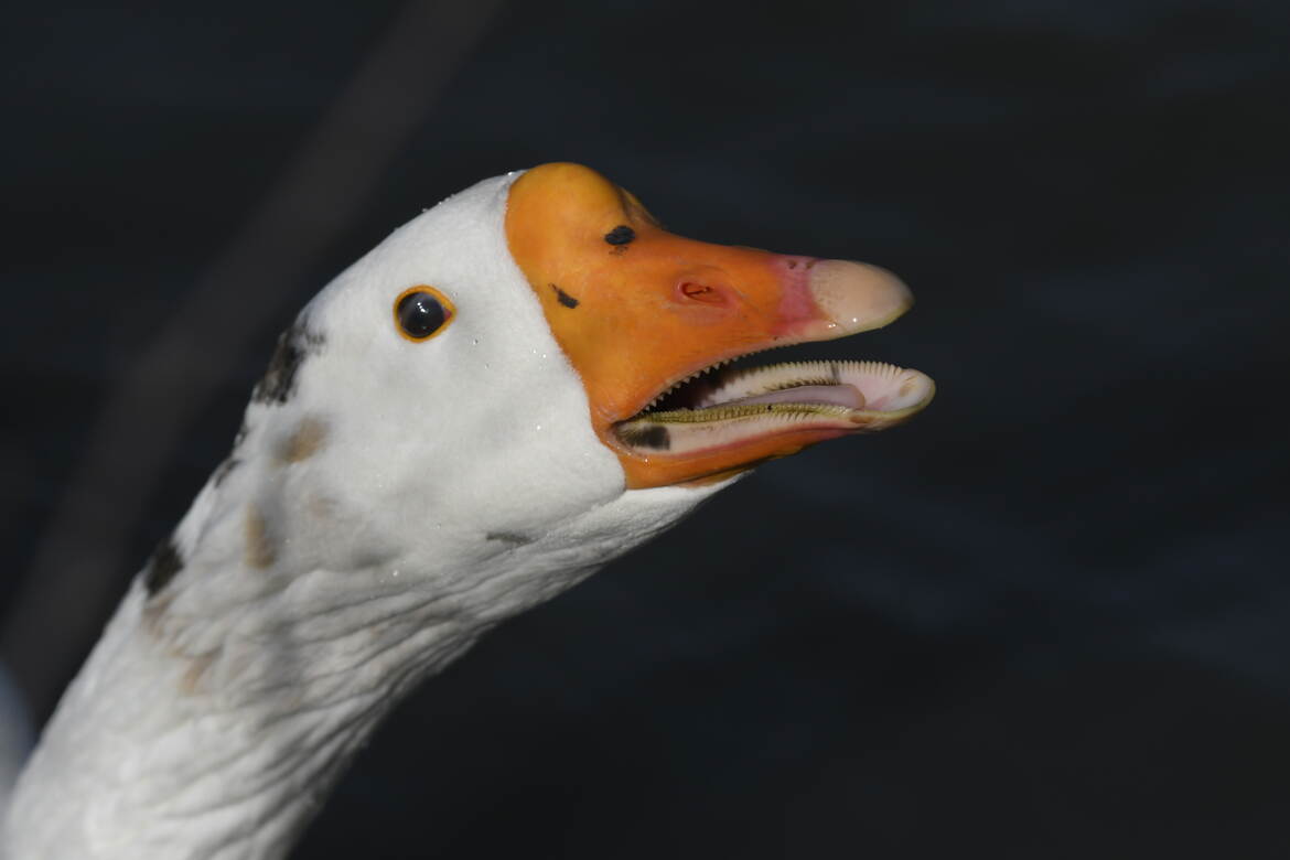 L'oie, l'animal de garde de référence !