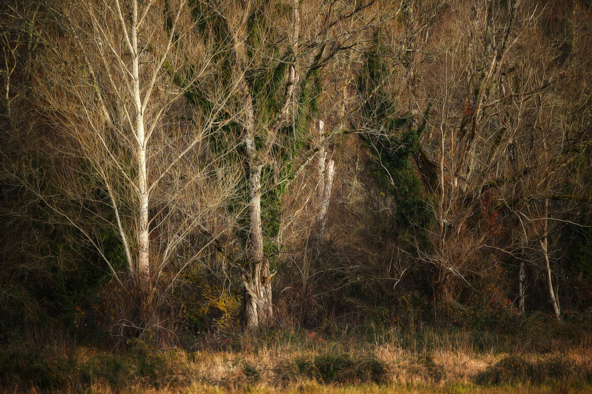 En lisière de forêt