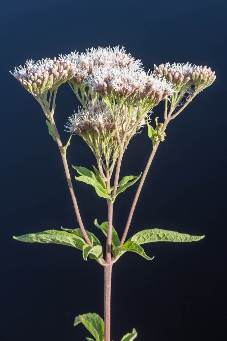 Eupatoire chanvrine