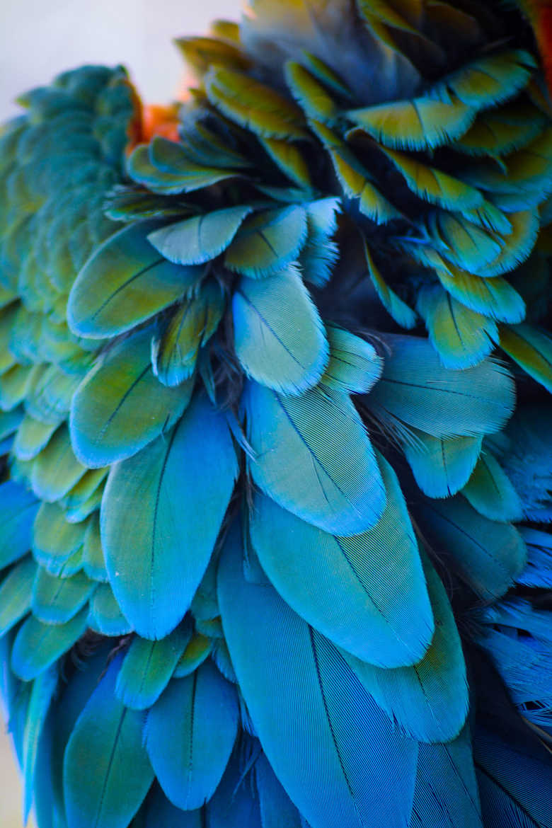 Plumage exotique