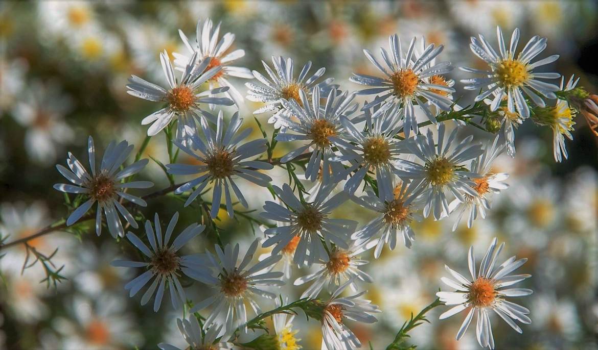 Les marguerites