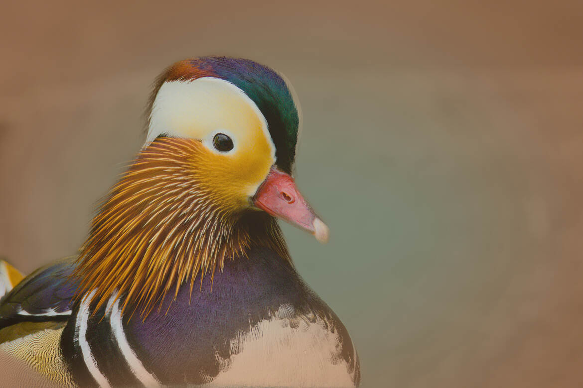 Portrait de Mandarin