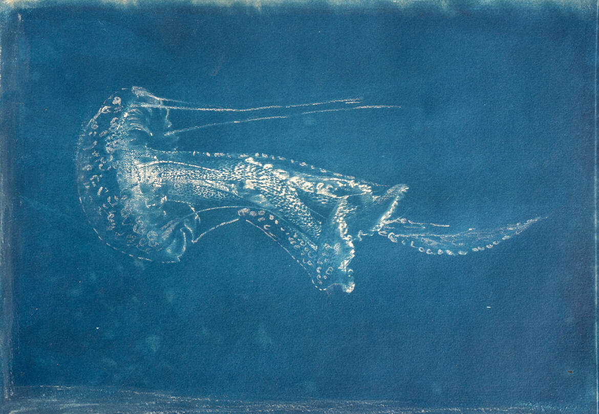 Cyanotype