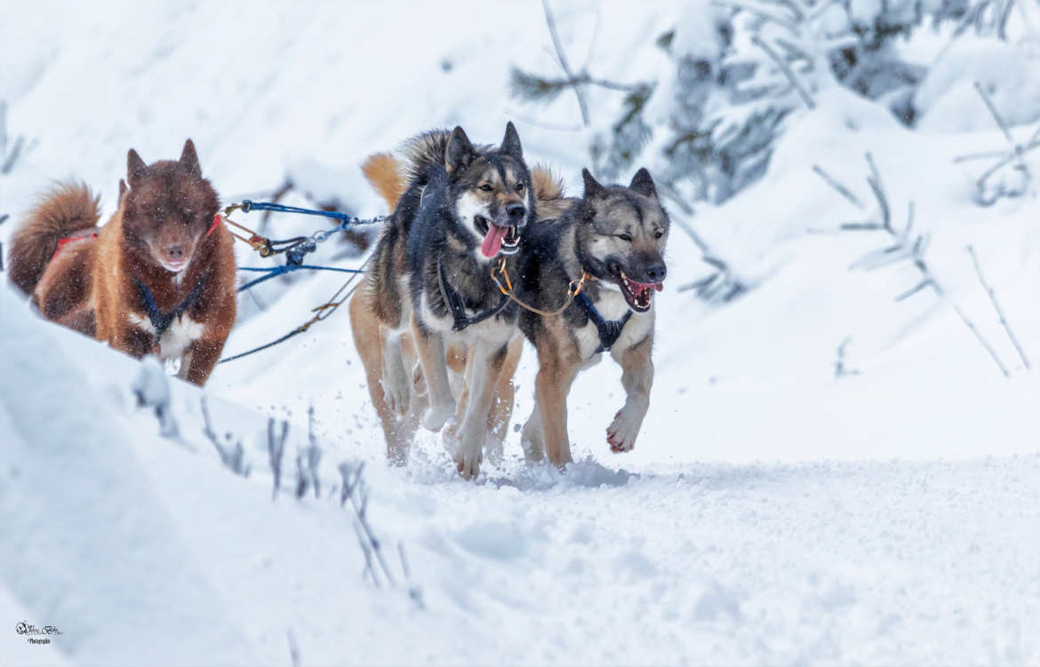 Course de chiens de traîneaux