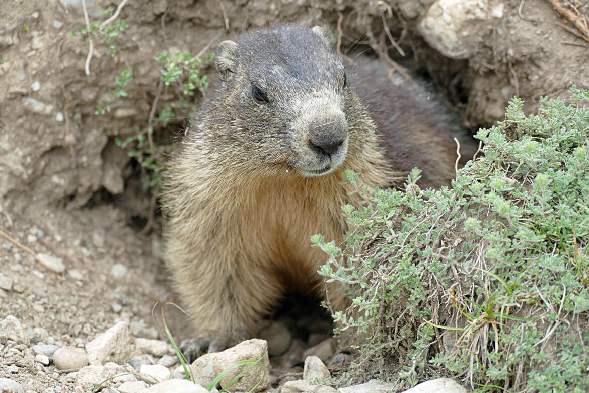 Marmotte des Alpes