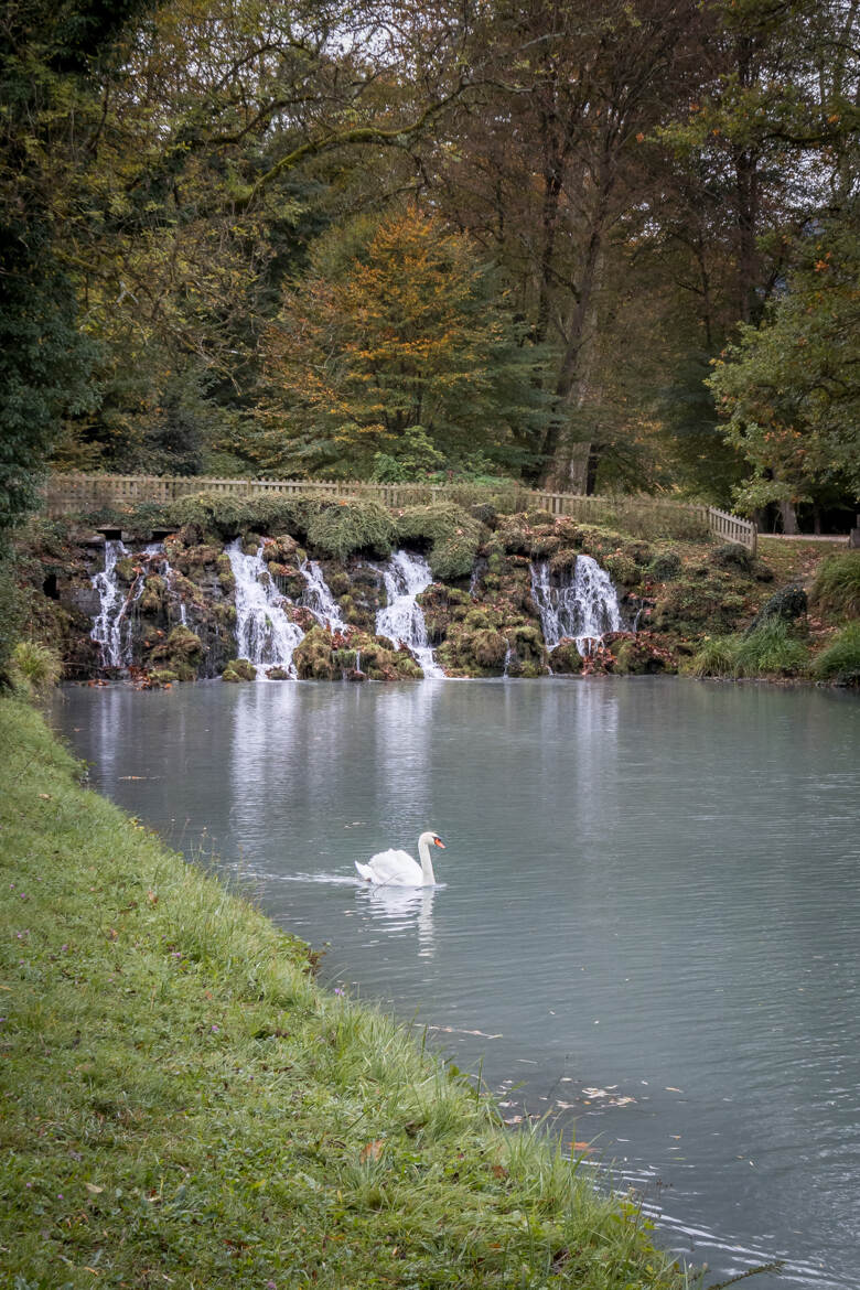 Il suffira d'un cygne