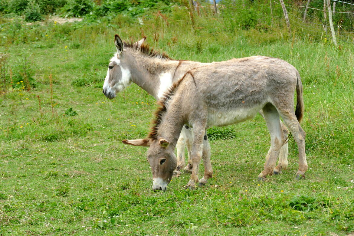 Qu'est-ce qui a deux t^tes et 8 pattes ?