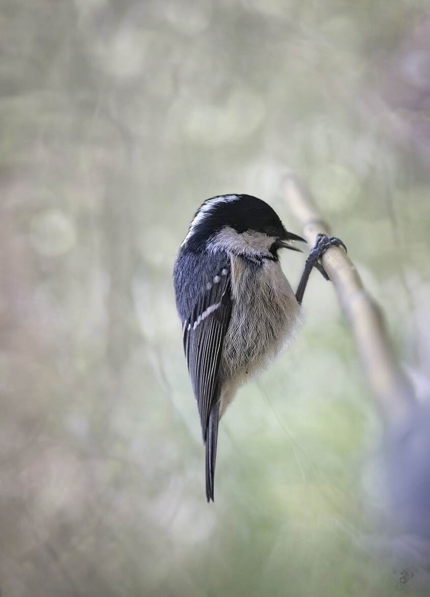 Mésange noire