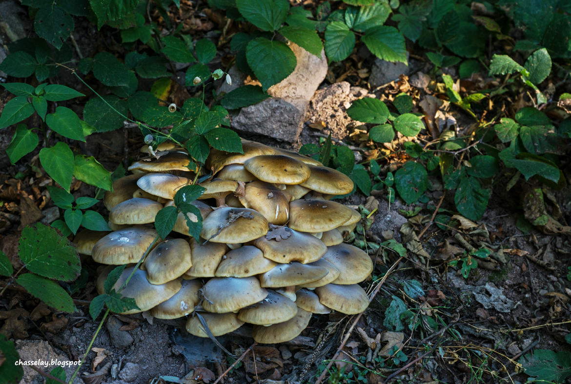 Sur le bord du sentier