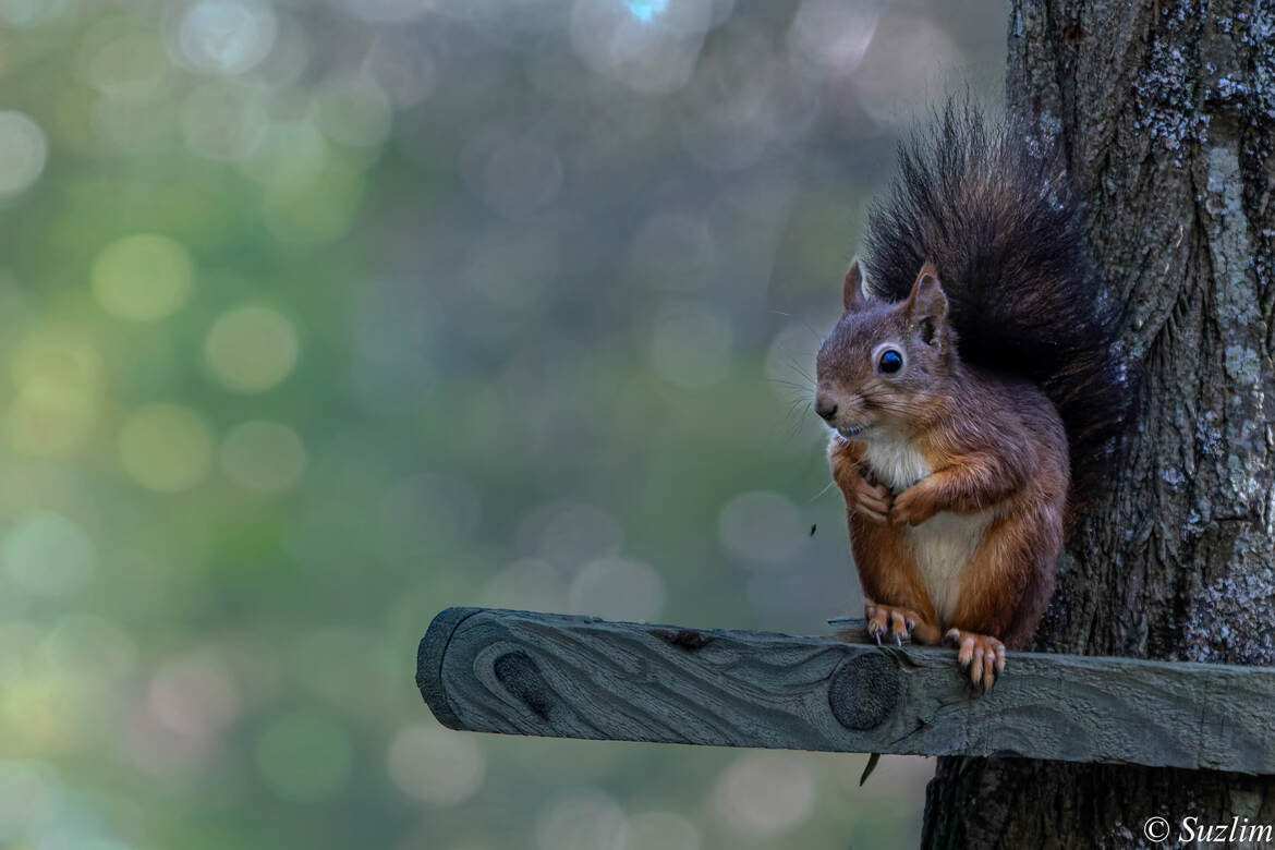 Coucou....je te vois