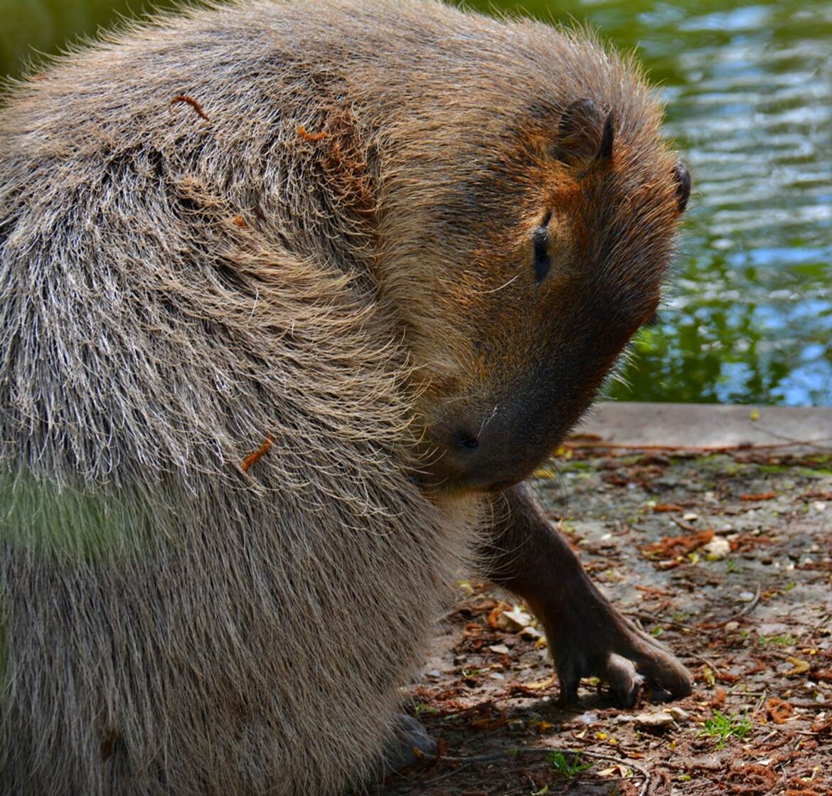 Capybara