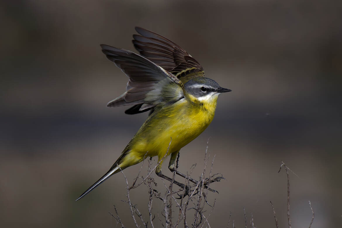 Bergeronnette printanière