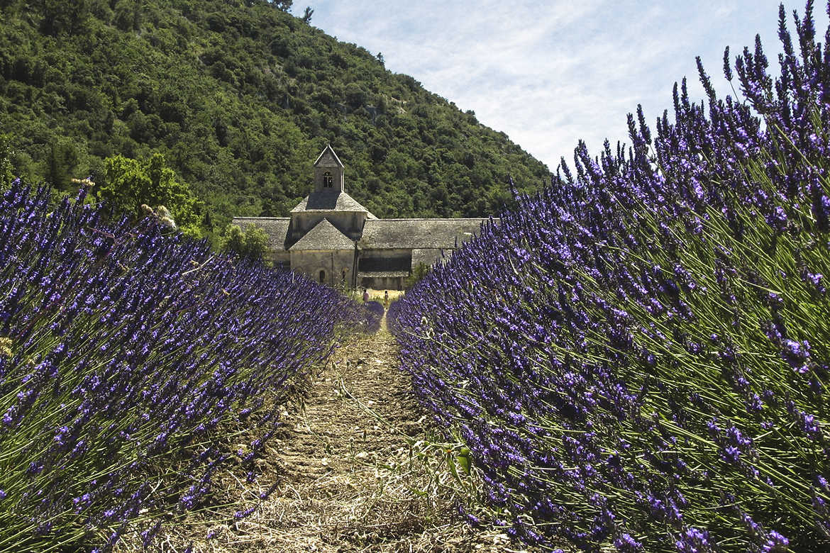 Provence et lavandes