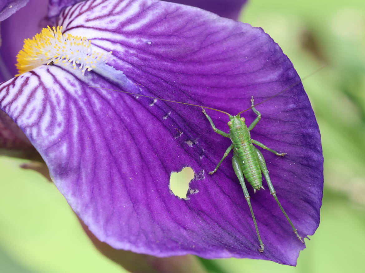 Sauterelle sur iris
