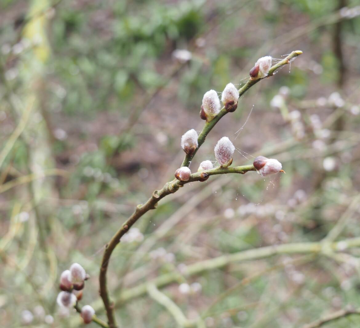 Naissance givrée