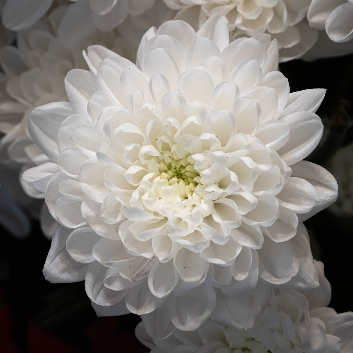 Fleurs d'intérieur d'hiver (2)