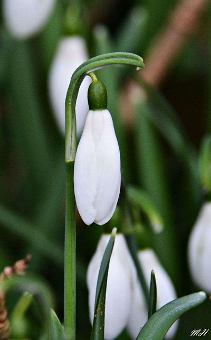 Perce-neige