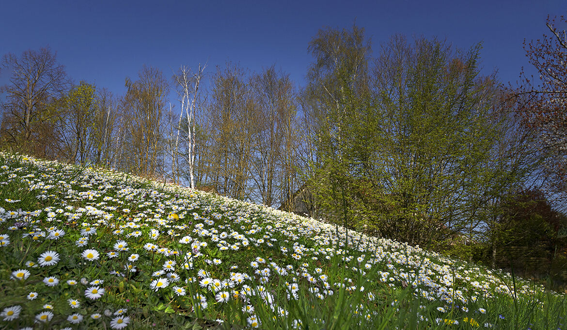 Premières pâquerettes