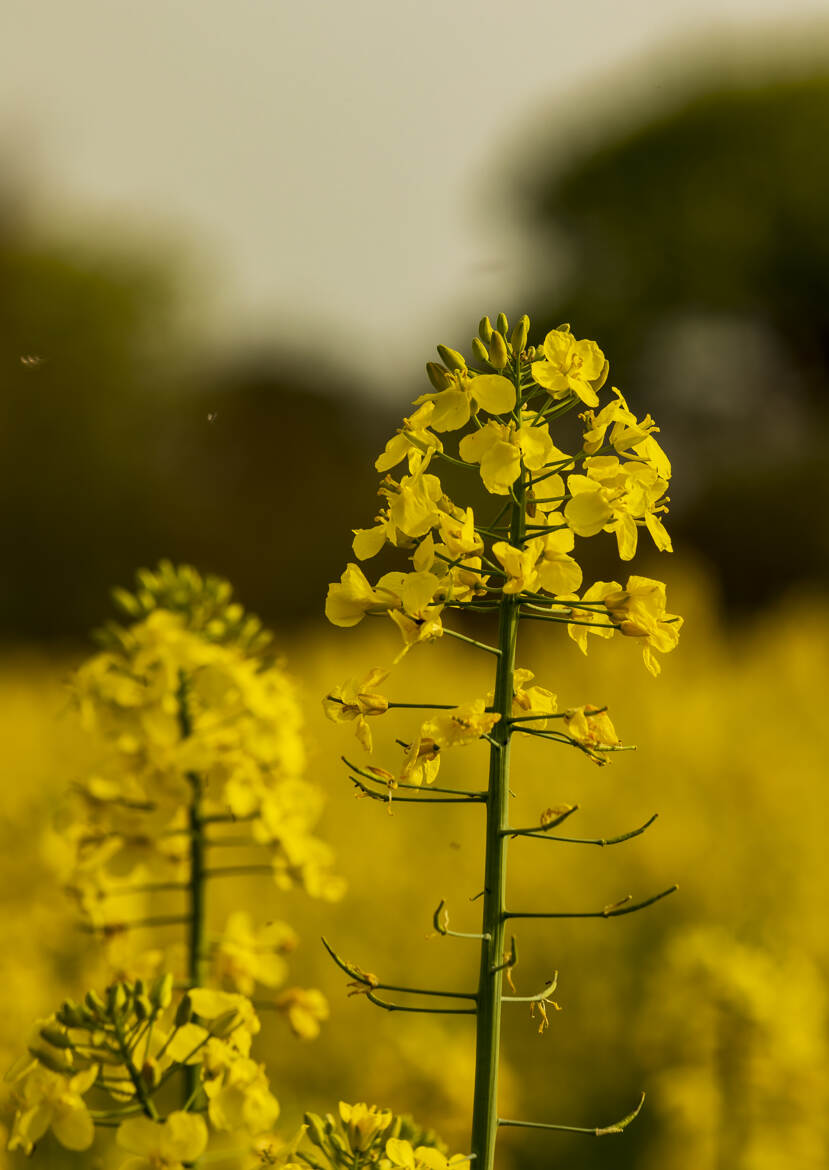 Colza en fleur