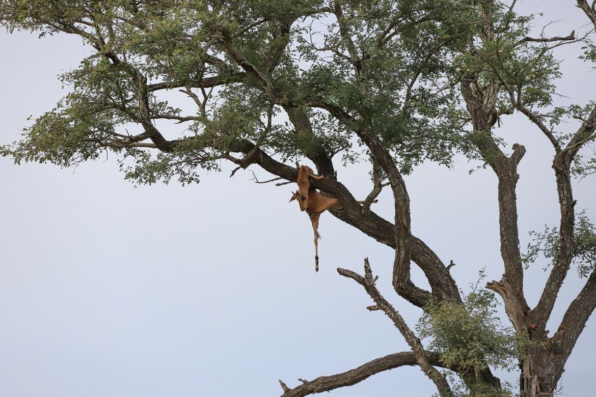 Dure, dure, la vie sauvage