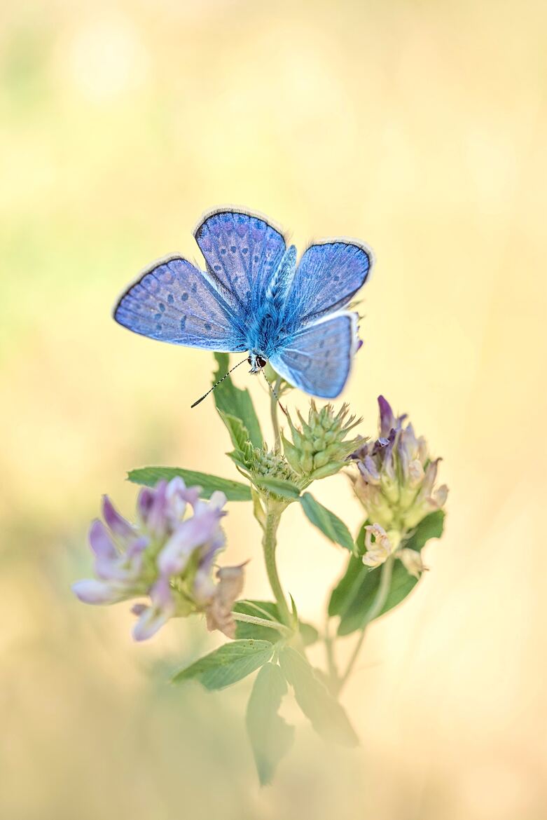Harmonie printanière