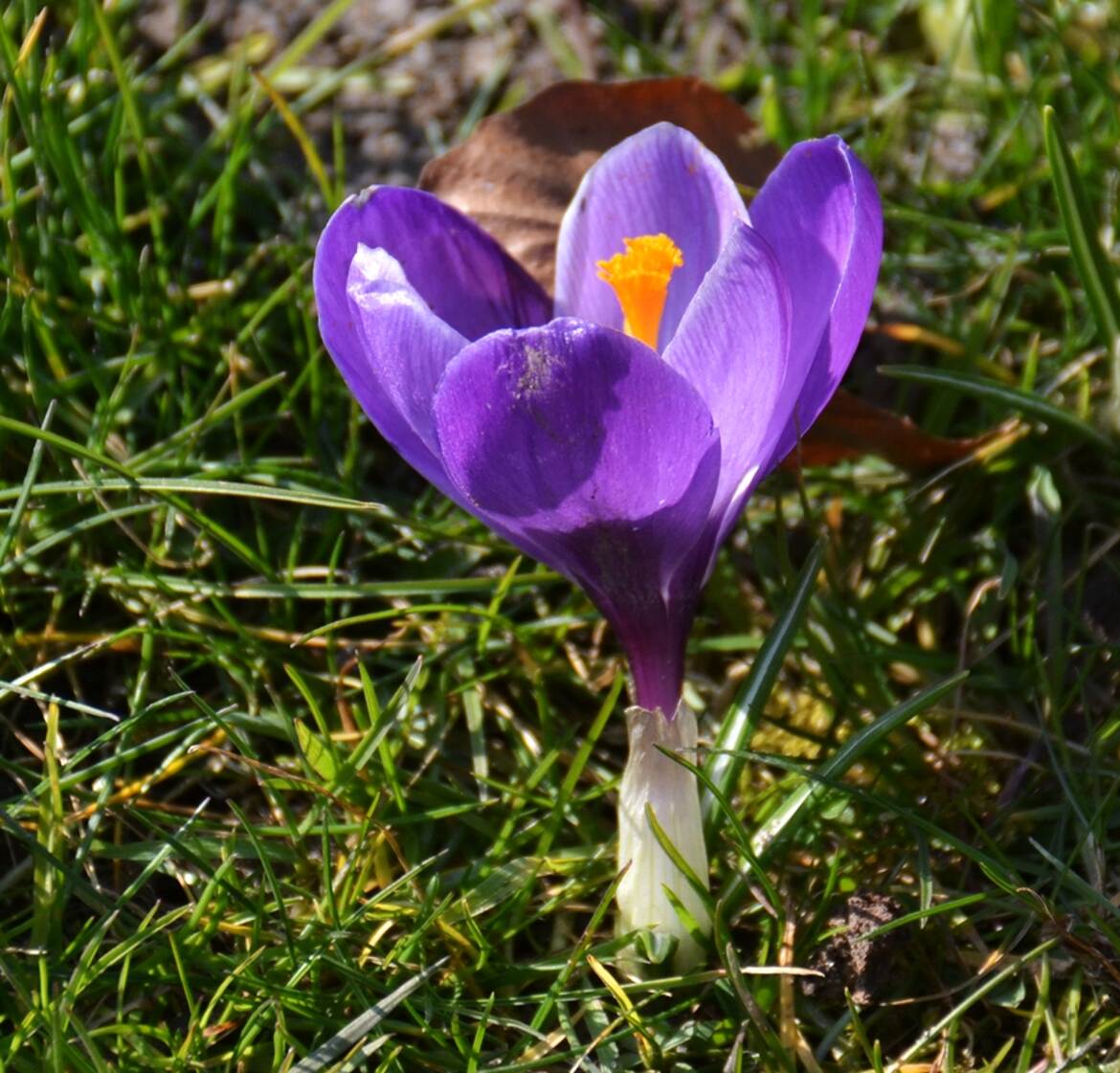 Crocus