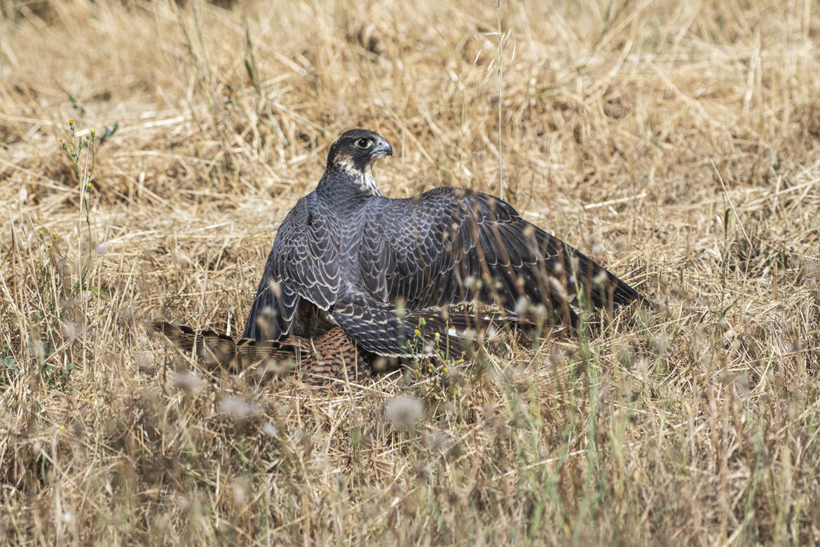 Prédateur prédaté