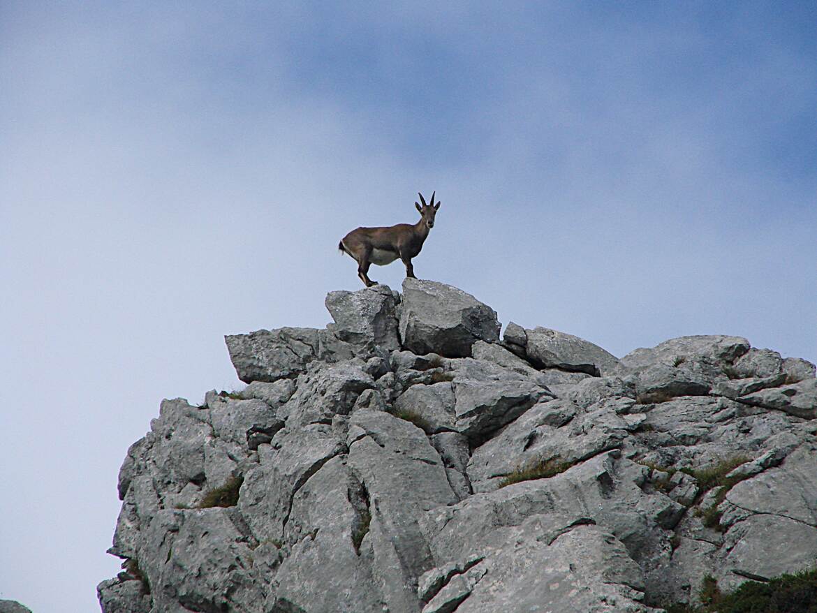 Je t ai attendue longtemps...