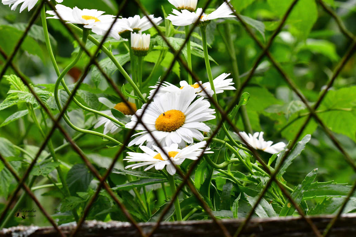 marguerite