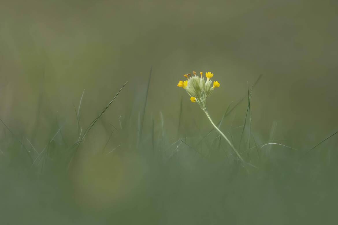 Fleurs des champs