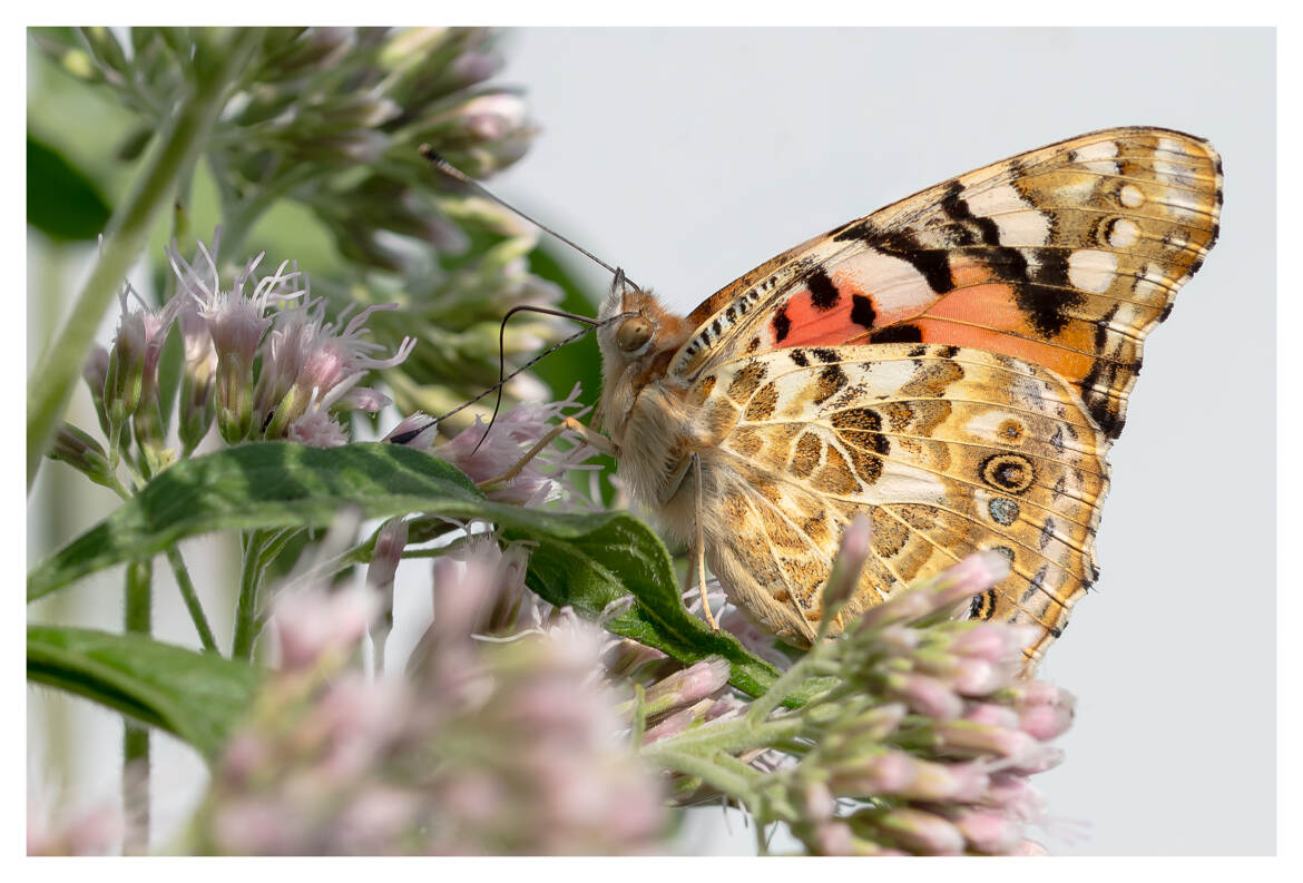 La Belle-Dame, papillon migrateur.