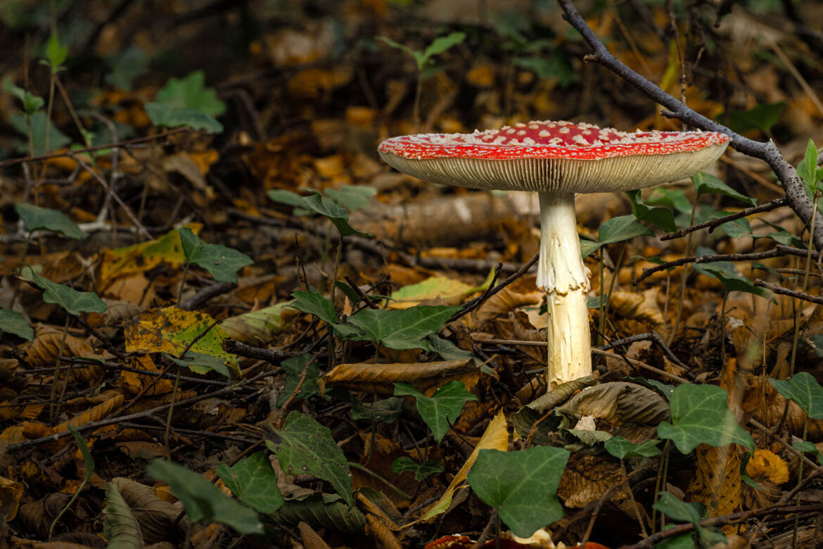 Rencontre avec l'Amanite tue-mouches !