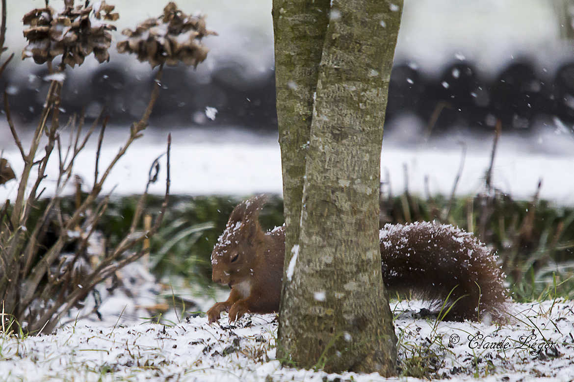 Visiteur du jardin - Ecureuil roux sous la neige