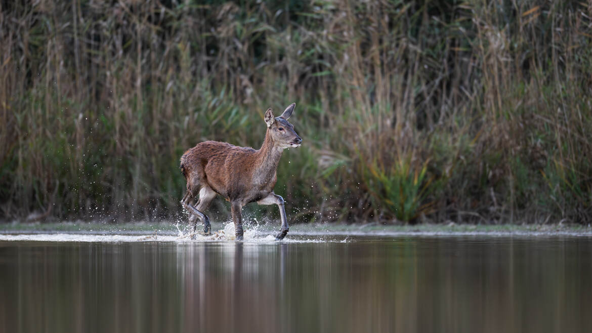 Un faon de biche traverse la queue de l'étang