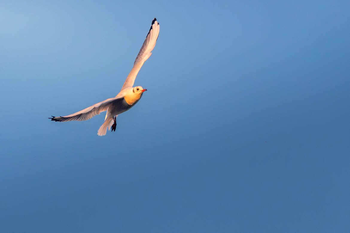 Libre