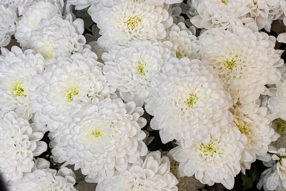 Fleurs d'intérieur d'hiver