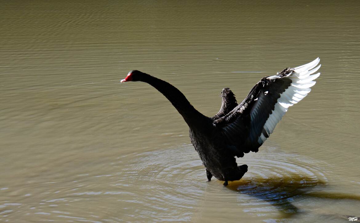 Cygne noir