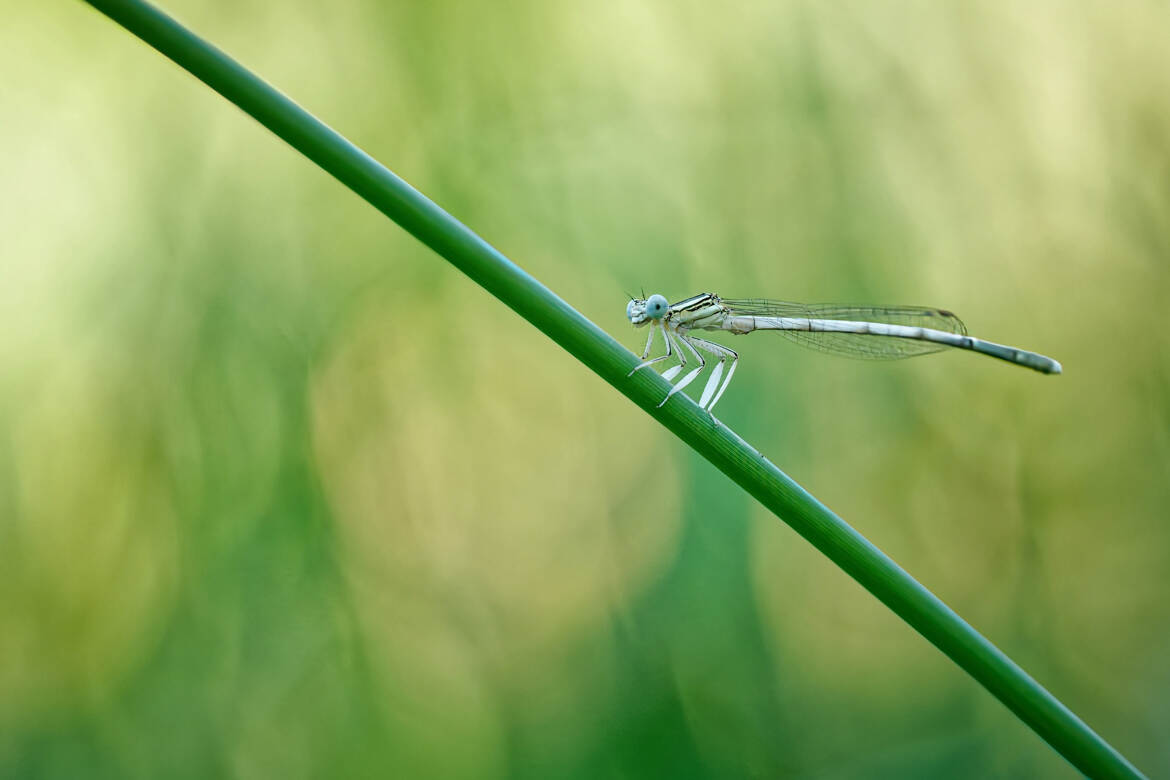 La diagonale de l'agrion.