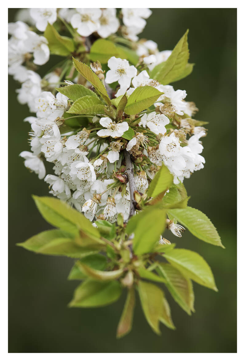 La beauté éphémère